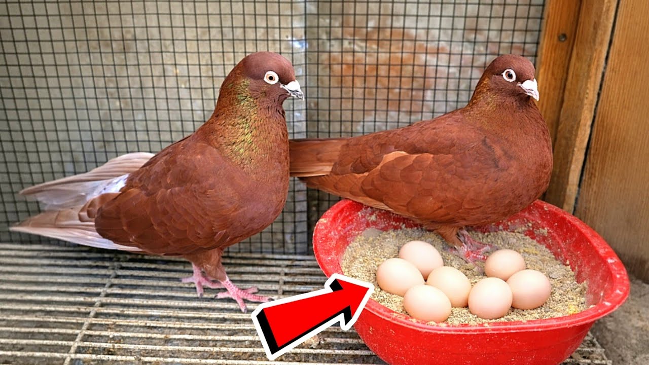 الحمام هايبيض 6 بيضات لو سيبته كده😯شوف لقيت عند الحمام 😯