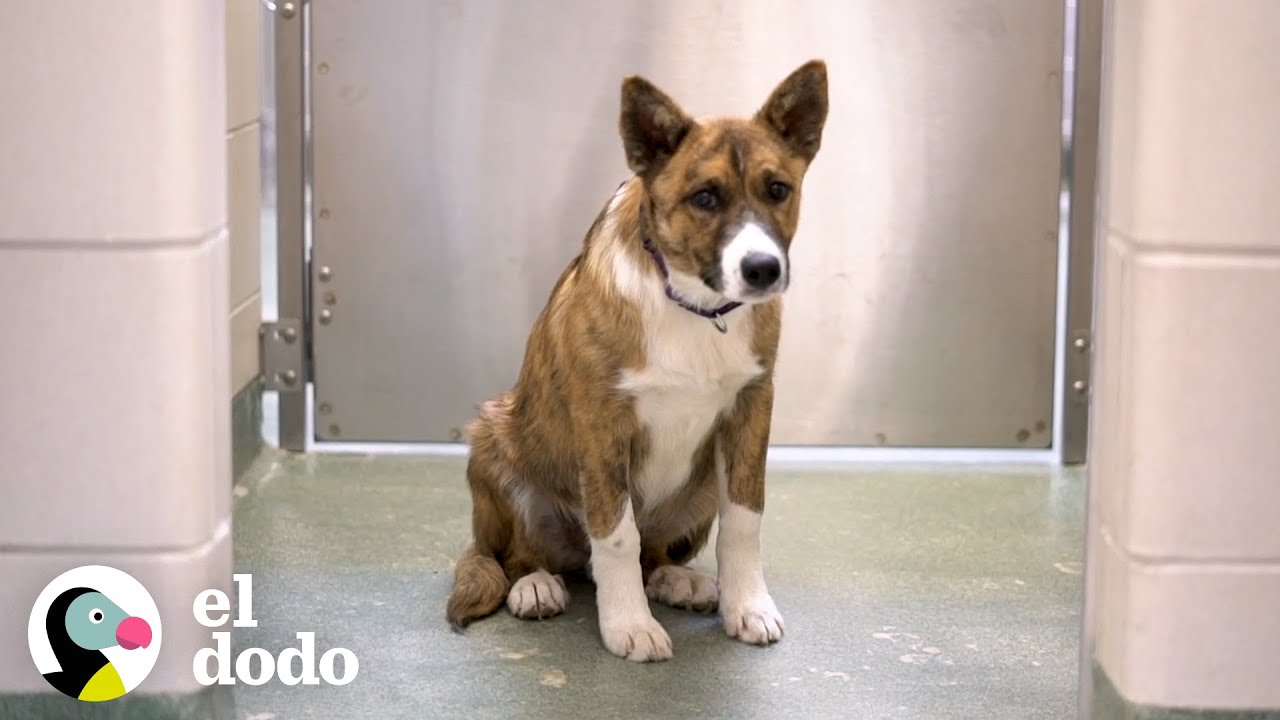 Perro aterrorizado descubre lo divertida que puede ser la vida | El Dodo