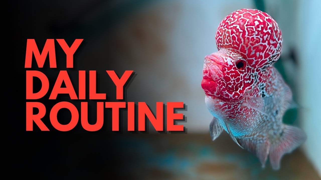 My Flowerhorn’s Daily Routine | Feeding, Water & Care #flowehorn