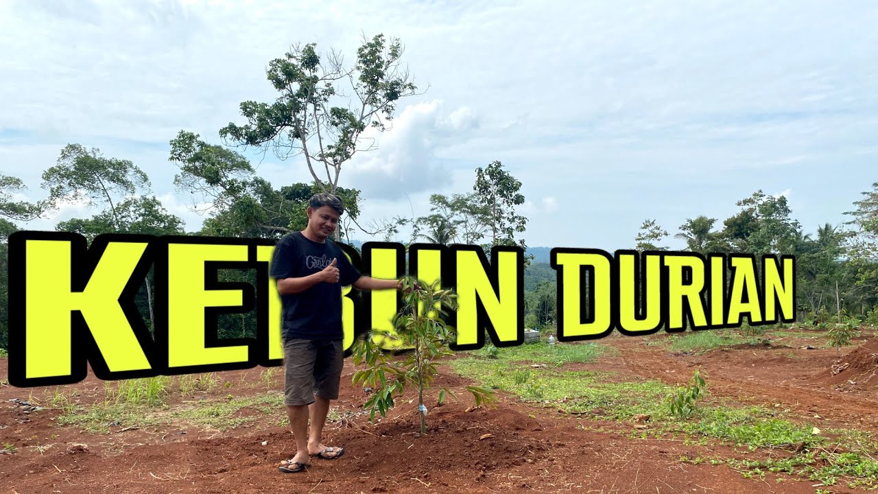 BUKA LAHAN KEBUN DURIAN DI CIAMIS JAWA BARAT. TANAHNYA SUBUR. LINGKUNGAN MENDUKUNG.