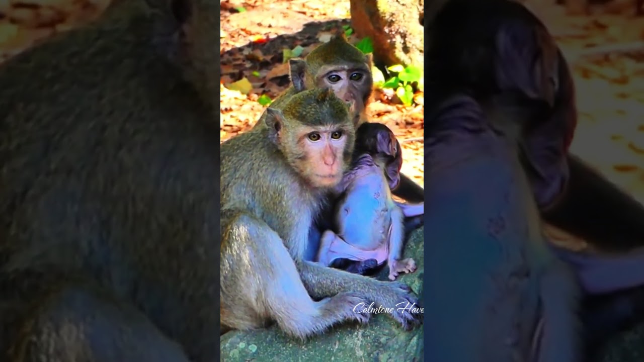Beautiful Mom & baby Beautiful Animals Relaxing & Stress Relief