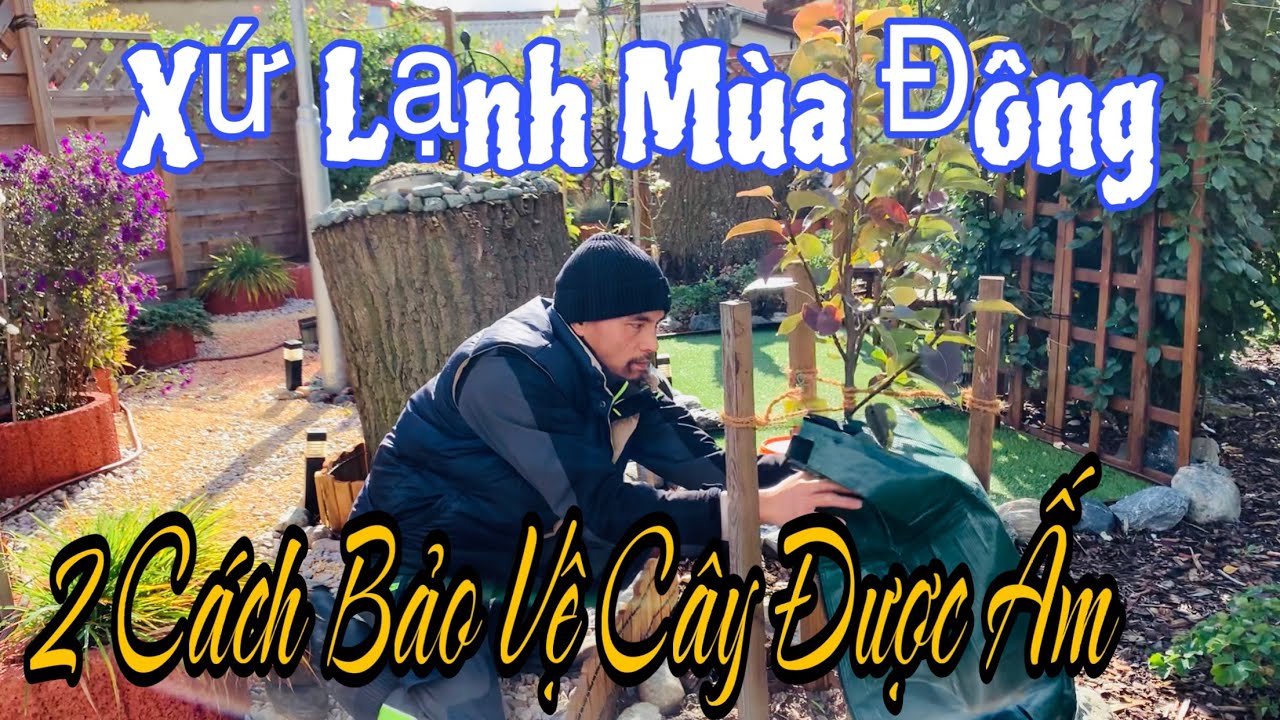 C415 XỨ LẠNH MÙA ĐÔNG | 2 CÁCH BẢO VỆ CÂY ĐƯỢC ẤM HƠN🤗Vườn Hùng Anh Cz.