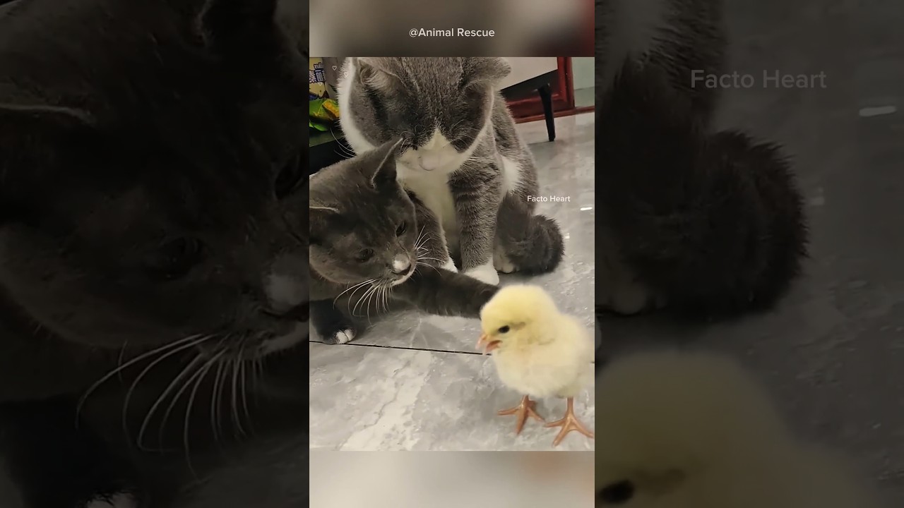She Saved a Falling Chick from a Truck&hellip; Now It&rsquo;s Her Best Friend 🐥❤️