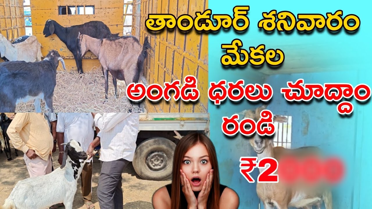 మేకల అంగడి తాండూర్