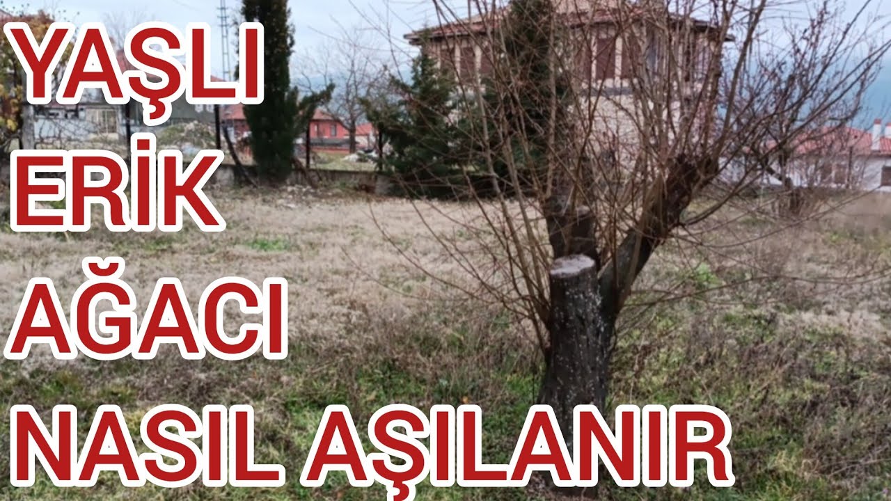 YAŞLI ERİK AĞACI NASIL AŞILANIR? BİR AĞAÇTA DÖRT FARKLI AŞI TEKNİĞİ