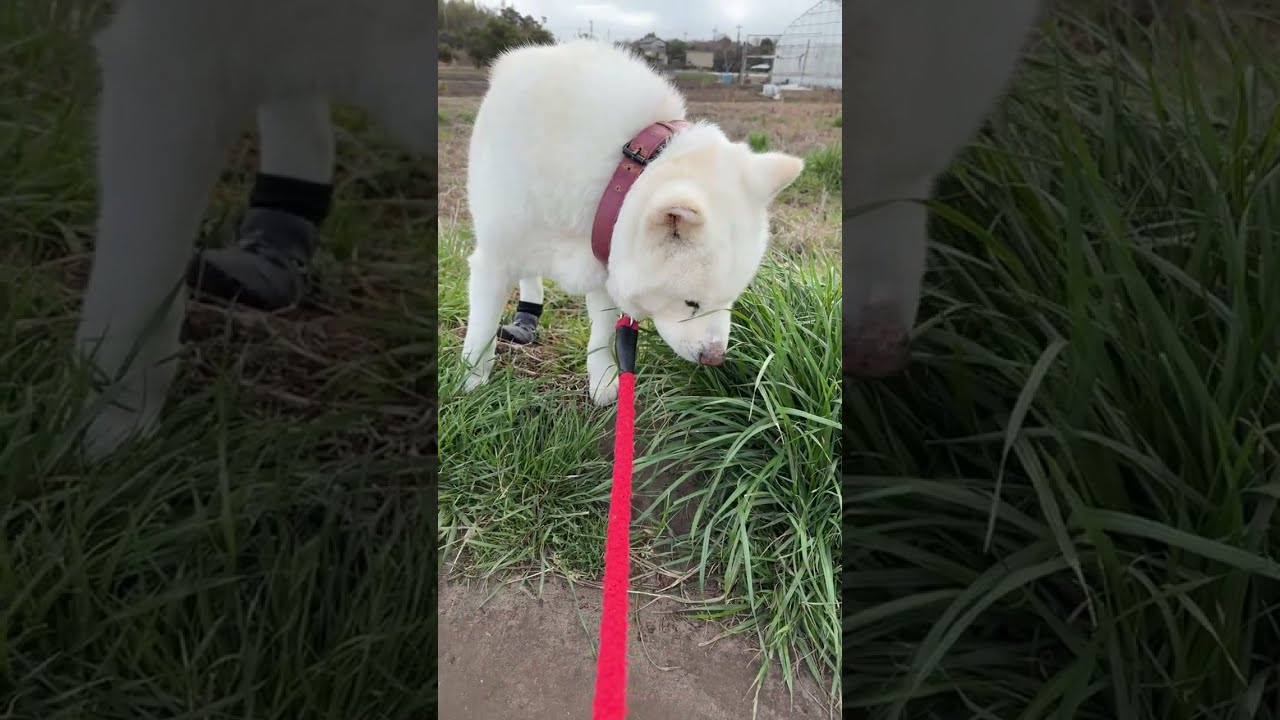 シニア秋田犬とハチワレ猫朝散歩LIVE