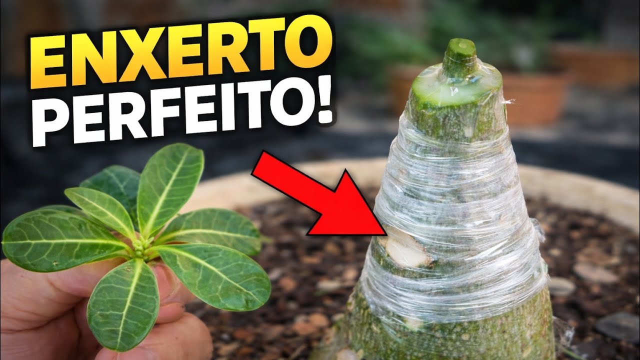 Como fazer enxerto com fita (guia completo + cuidados)