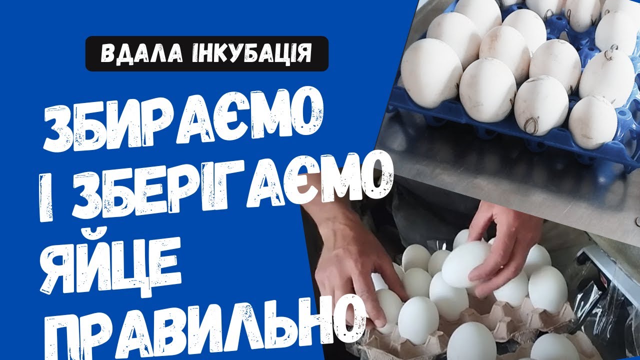 Умови зберігання гусячих інкубаційнх яєць
