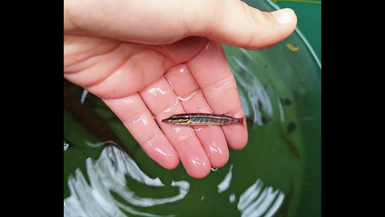 Reportage FR3 Aquitaine - SUIVI BROCHET avec la Fédération de Pêche dans les LANDES - 23 04 24
