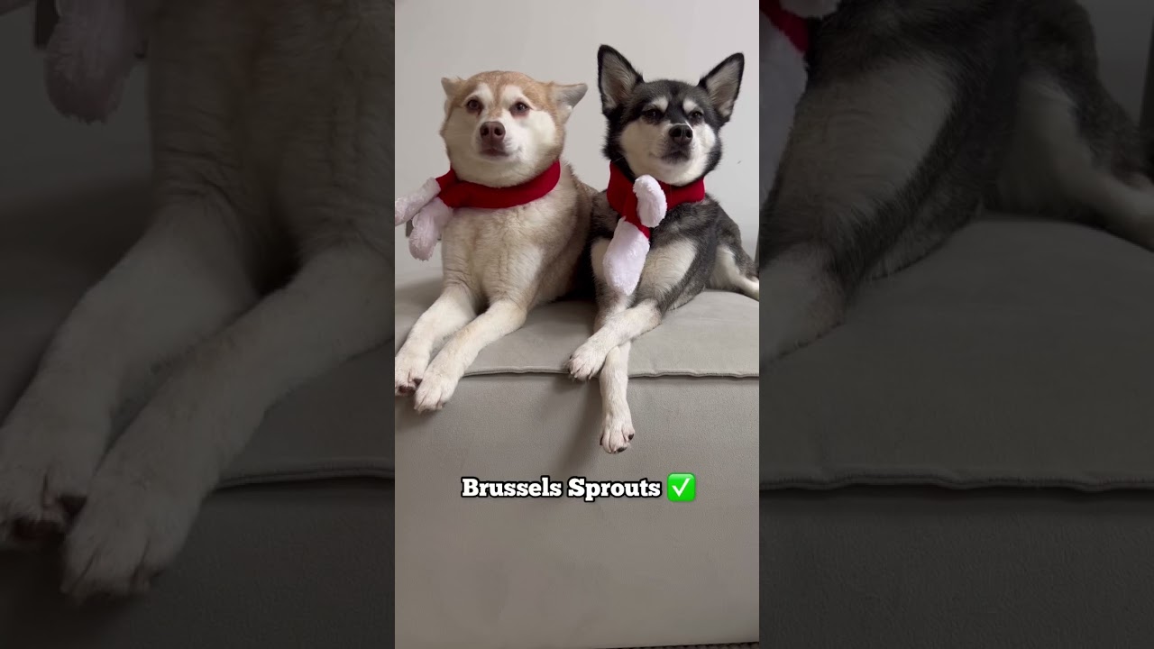 DRAMATIC Mini Huskies React To Good & Bad Christmas Food - Pt1