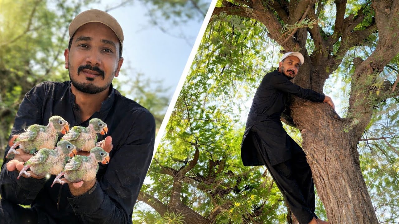 Bht Sara Green parrot pakar liya 🦜🥳