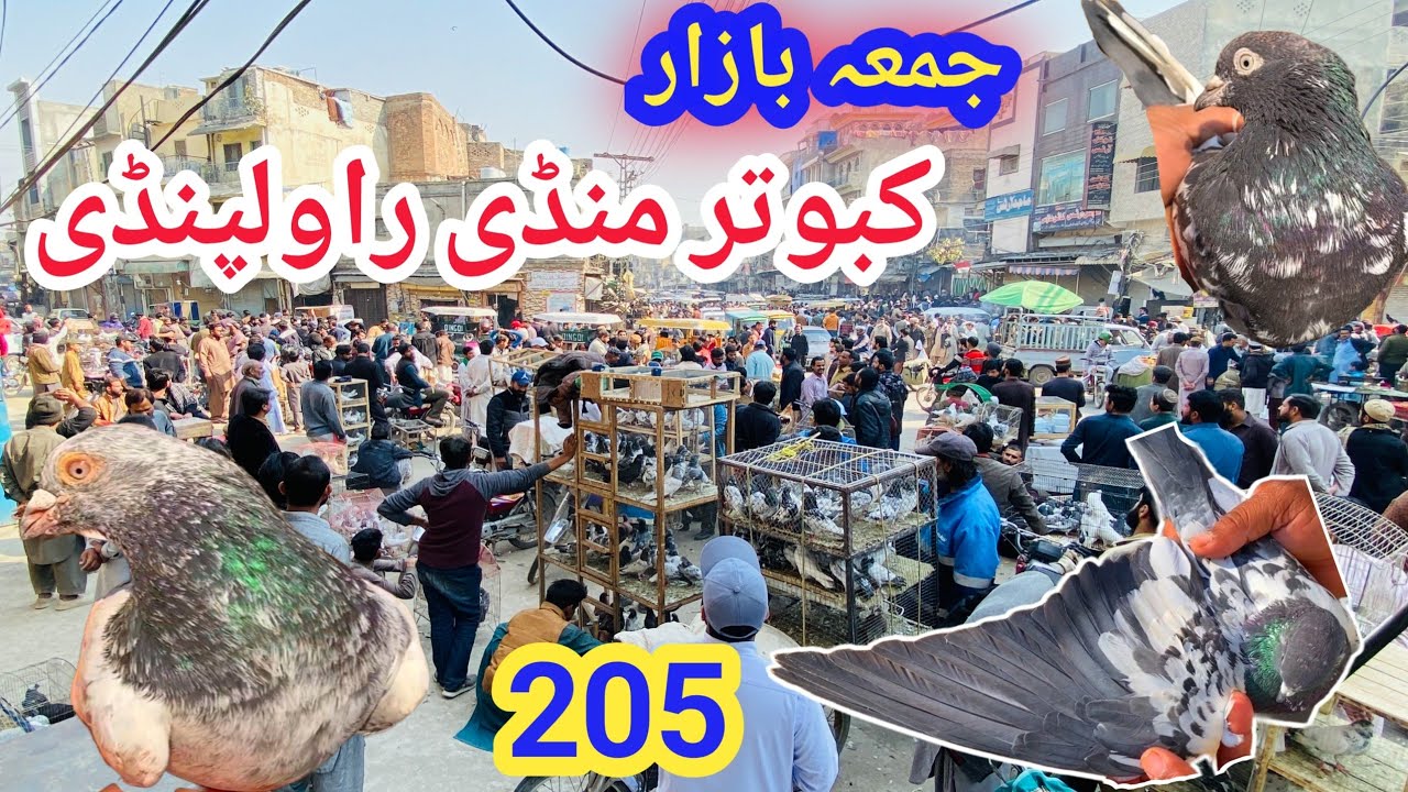 205 ) Friday Kabootar Mandi Rawalpindi | Latest Update High Flyer Pigeon Market Price 16/2/2024
