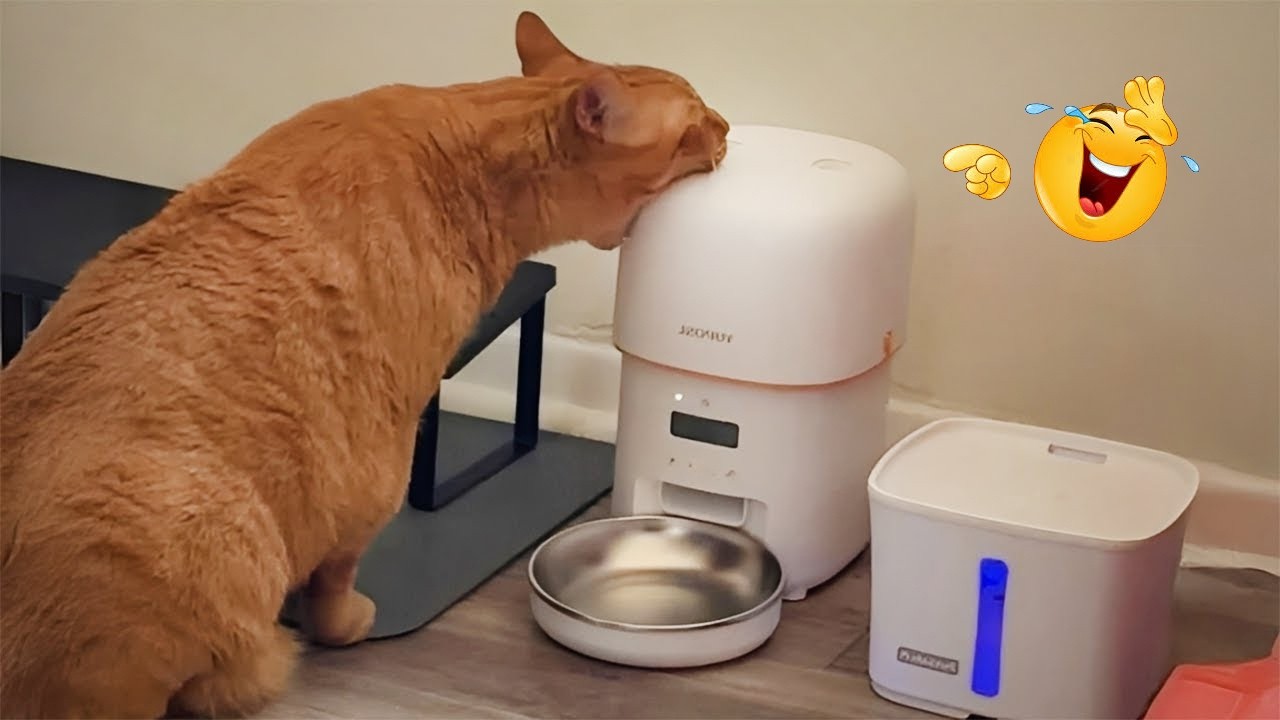 I’m 99.9% SURE You WON’T STOP LAUGHING 🤣 Funny Cat Moments 2026