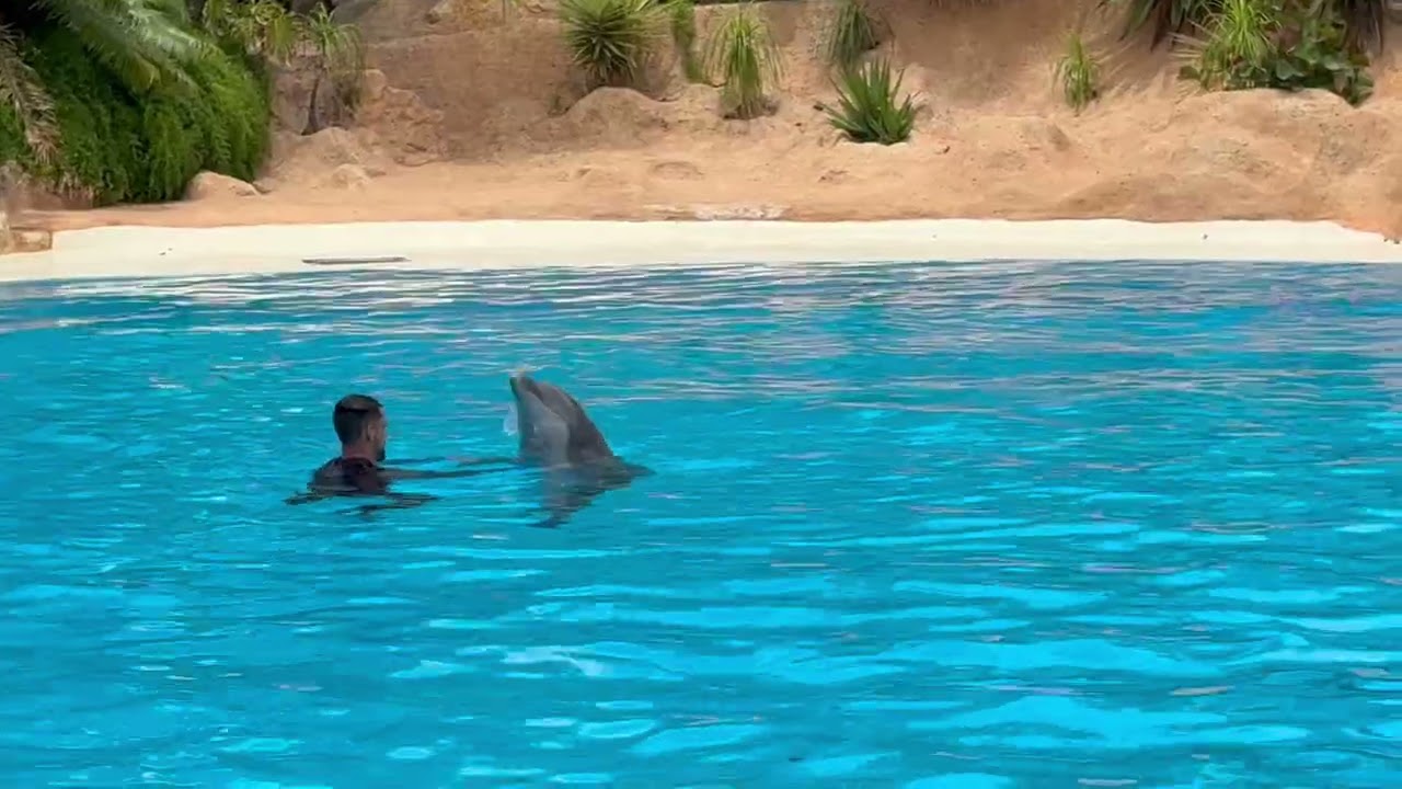 Loro Parque Teneriffe - Dolphin Show - Spain, 4K, Canary 2024/25