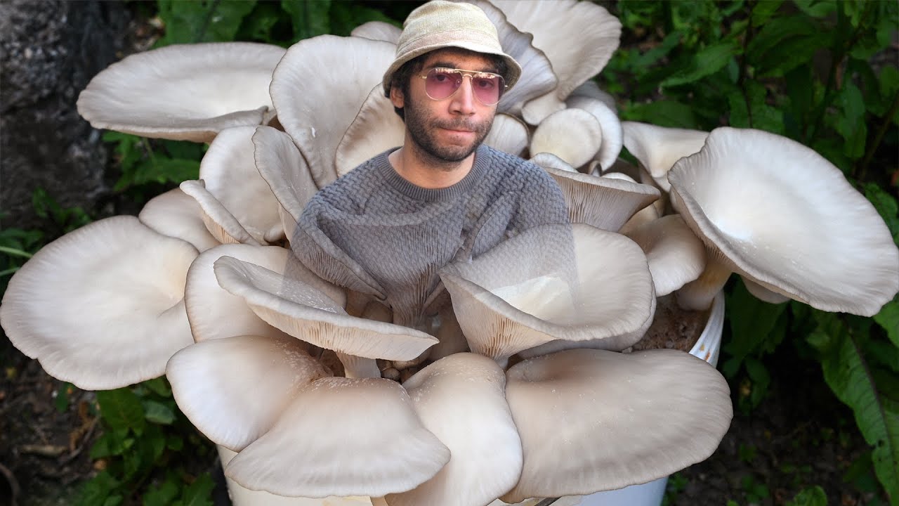 Cultivarea ciupercilor pe rumegus pasteurizat - Shroomareala ep 25