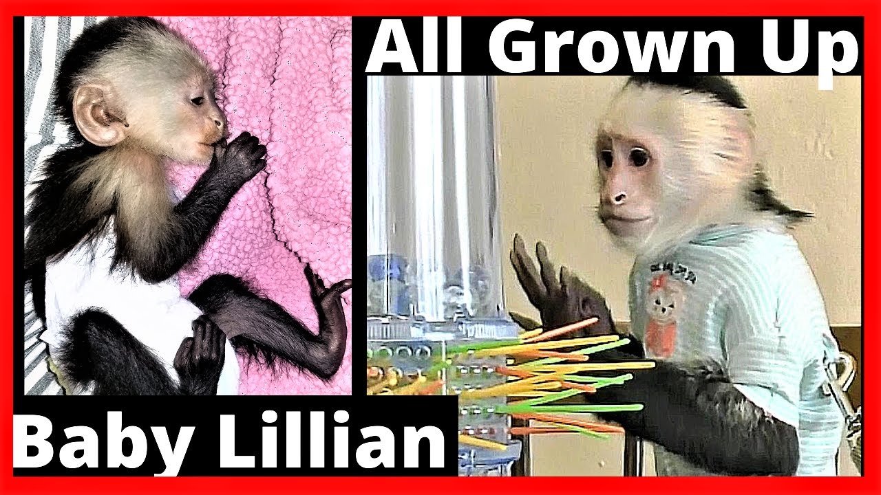How An Adult Monkey Acts Compared To A Baby | Lillian Plays KerPlunk | Capuchin Monkey