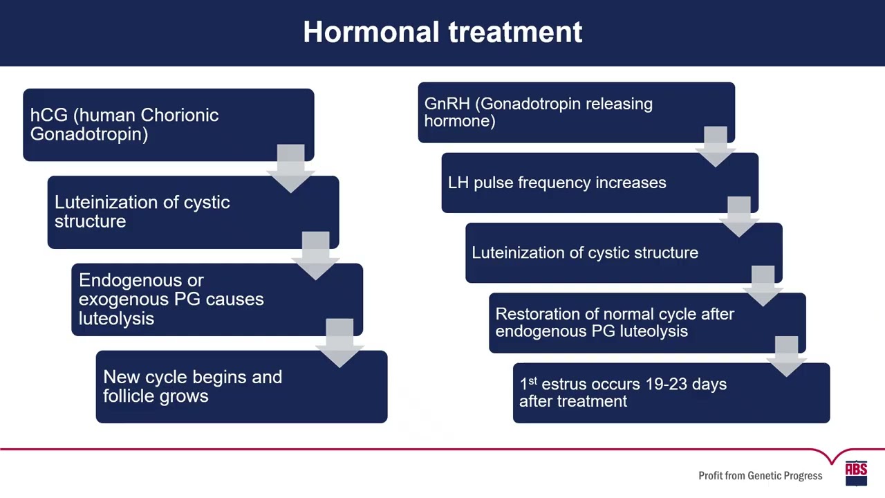 Ovarian Cysts in Dairy Cattle | Causes, Diagnosis & Management