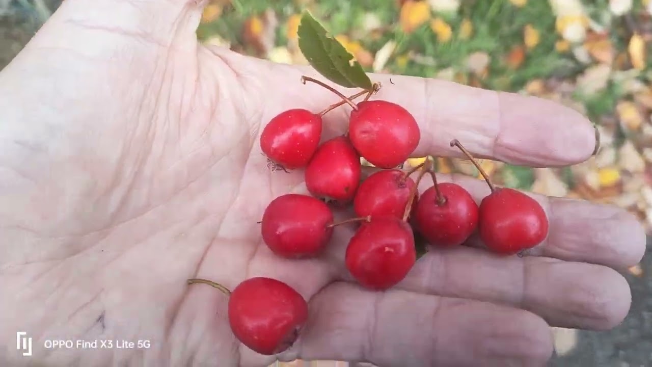 These have to be the world's largest #hawthornberries #wildfoods