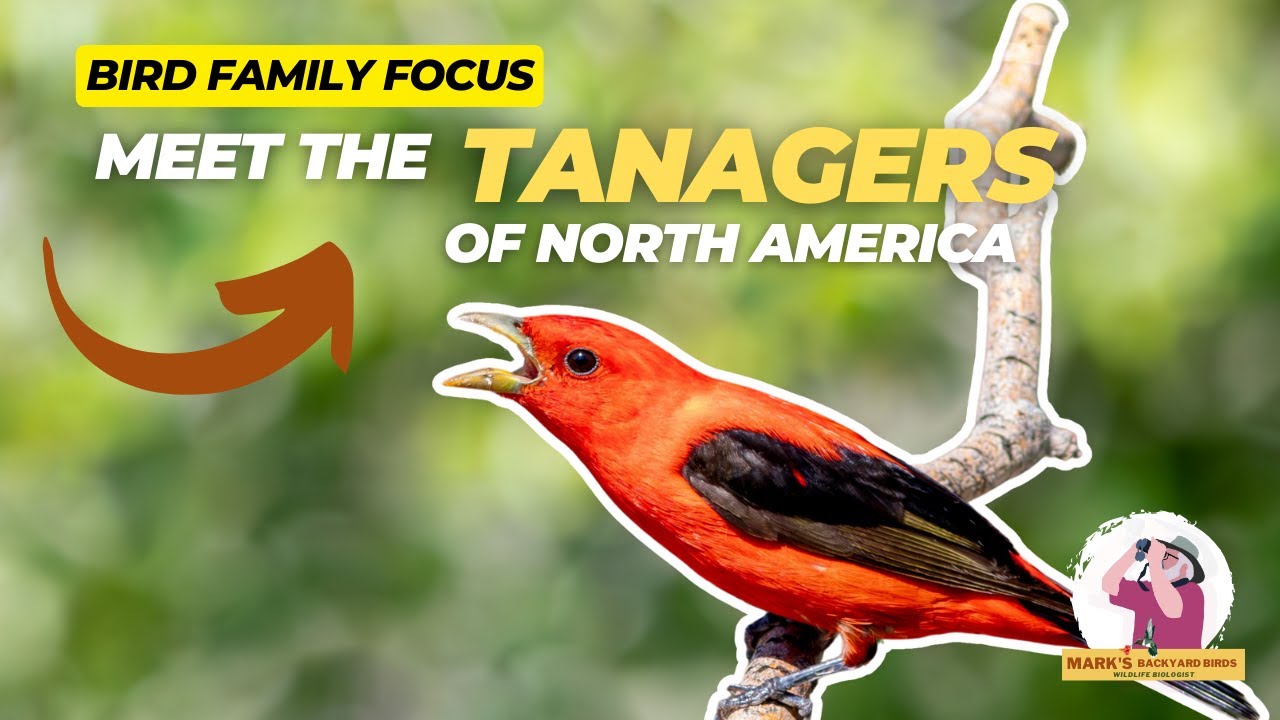 Bird Family Focus: Meet the Tanagers of North America