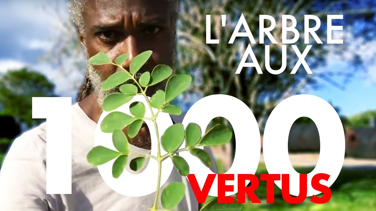 L'ARBRE AUX 1000 VERTUS - ARBRE DE VIE - La Tête et Le Corps