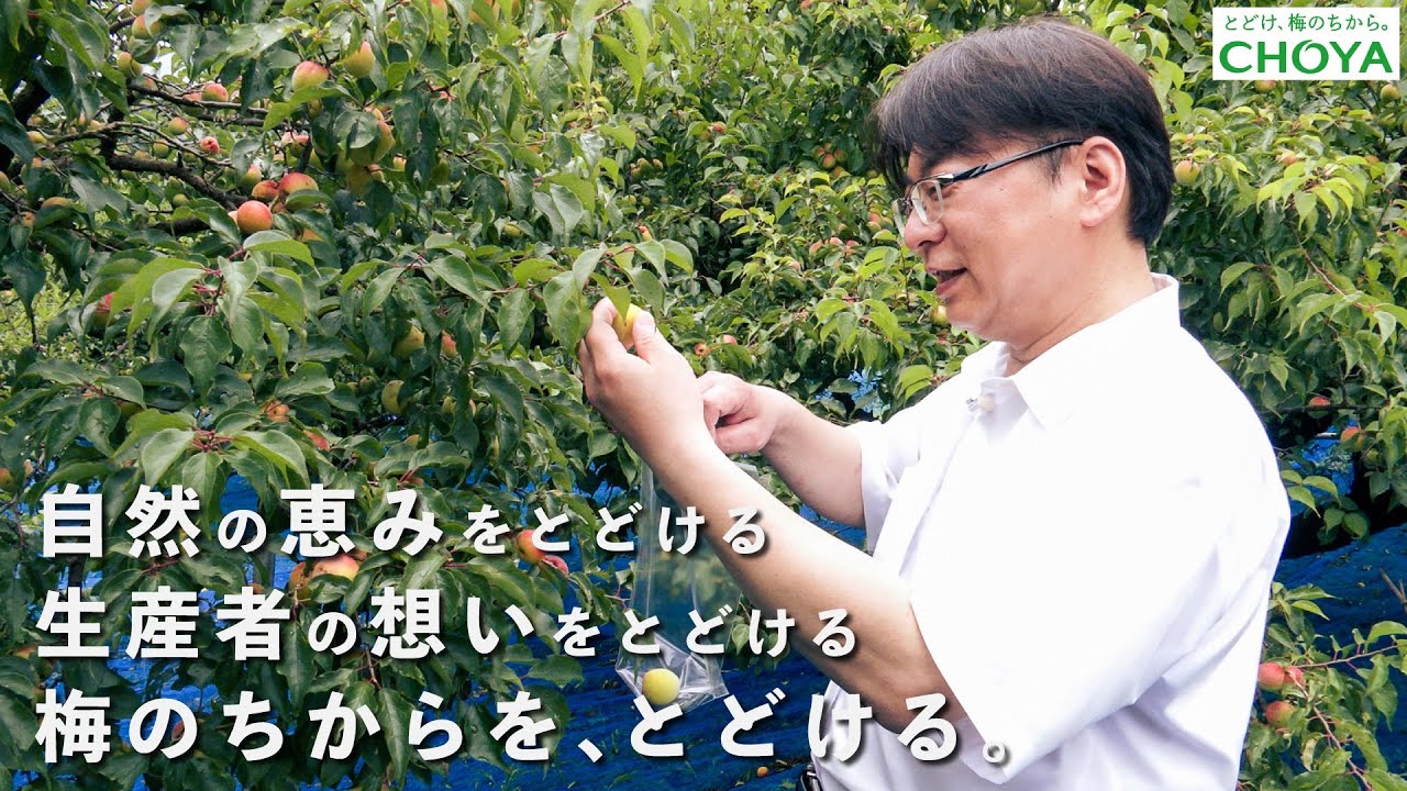 「多くの梅に傷が…」自然と向き合い梅酒を作る人々　ひたむきな姿に密着【ドキュメンタリー】 #choya #梅酒 
