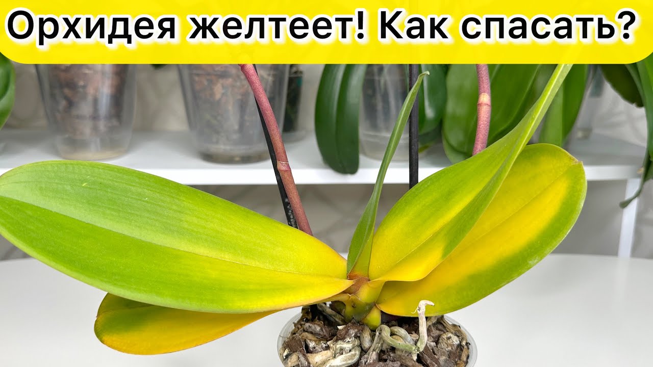 Орхидея ГНИЕТ и ЖЕЛТЕЕТ орхидея