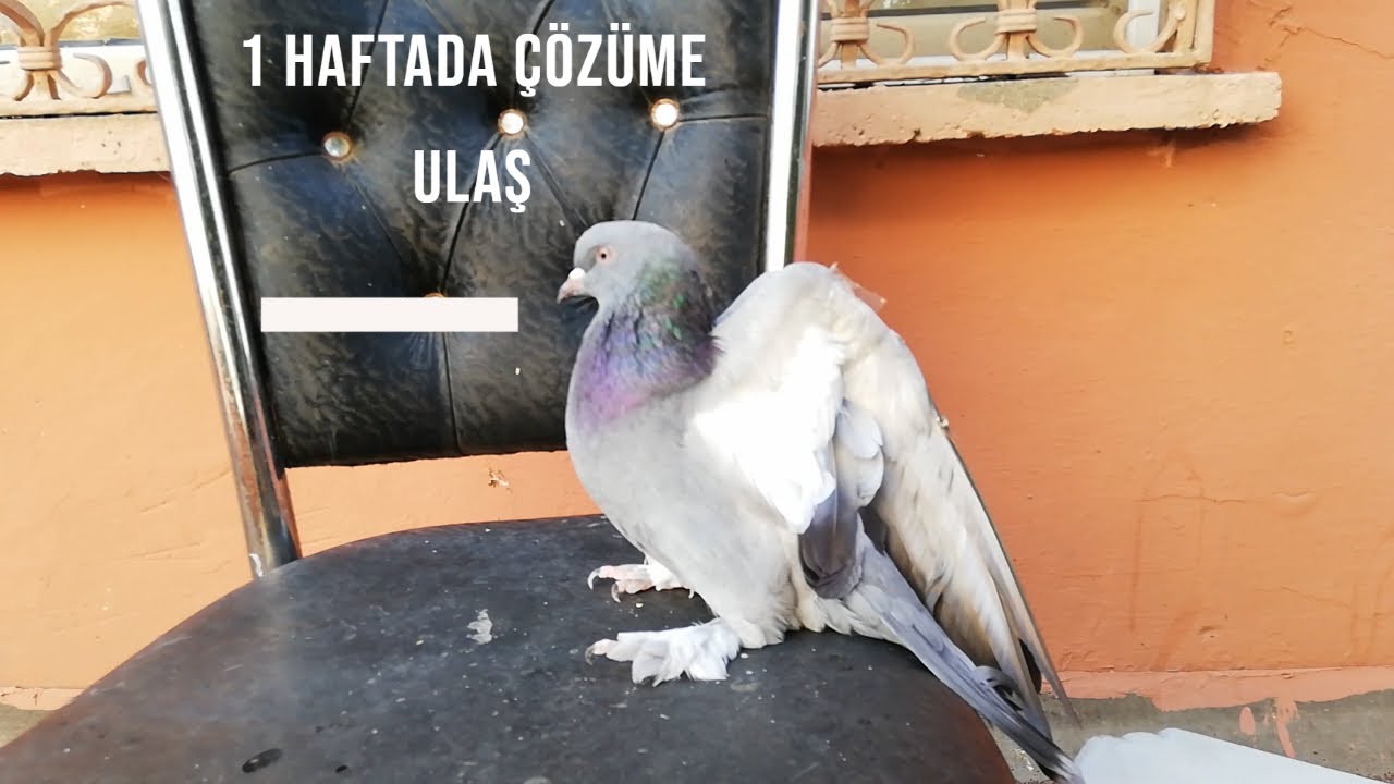 Sık Taklaya Giren Güvercin Tedavisi