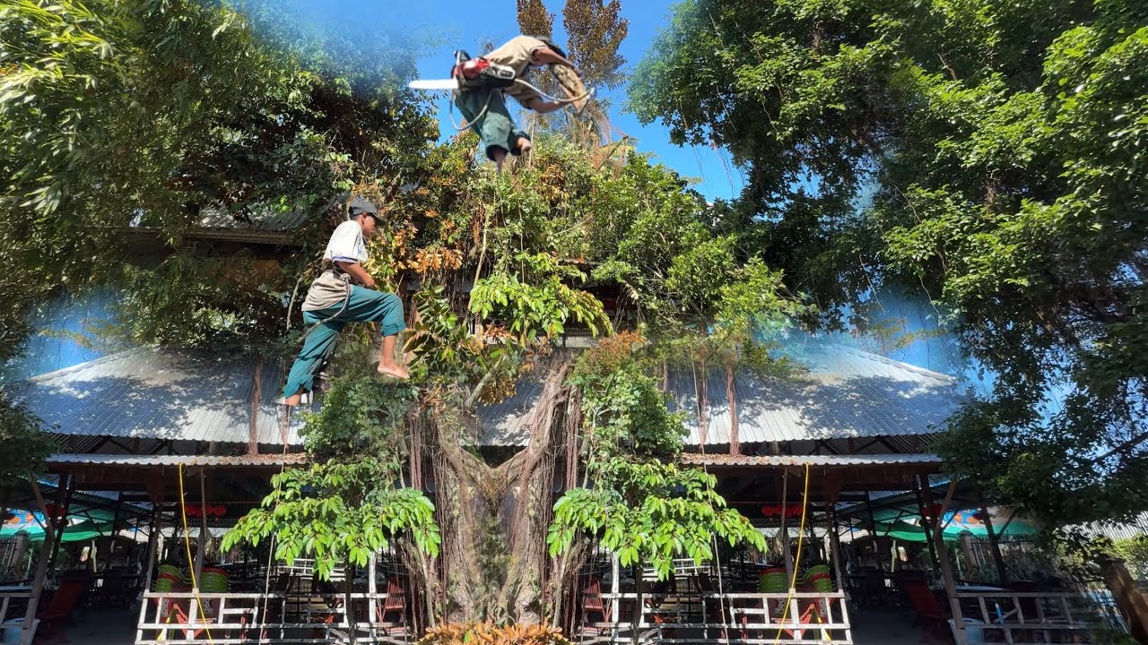 Dangerous Tree Removal: Saving The House From Category 5 Storm!