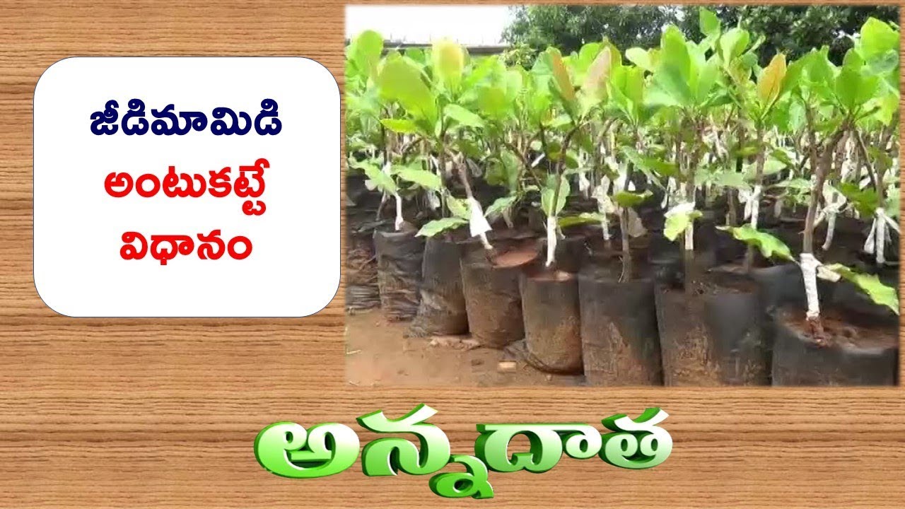 Grafting Method In Cashewnut  || ETV Annadata