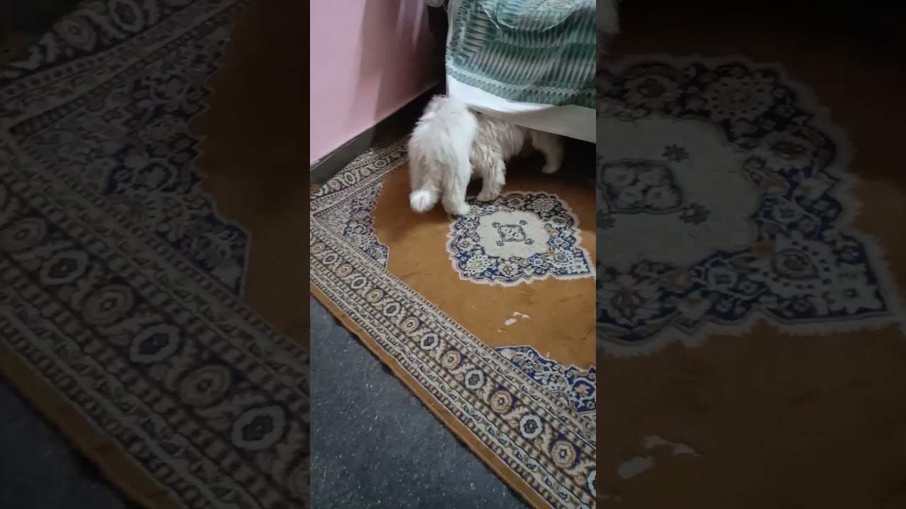 mara mari video#youtube#cute#puppy#viral#🤗🤗😘😘😘😘