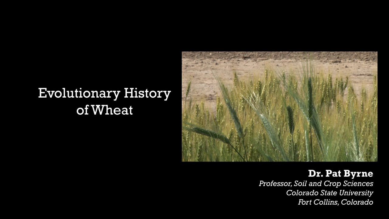 Evolutionary History of Wheat