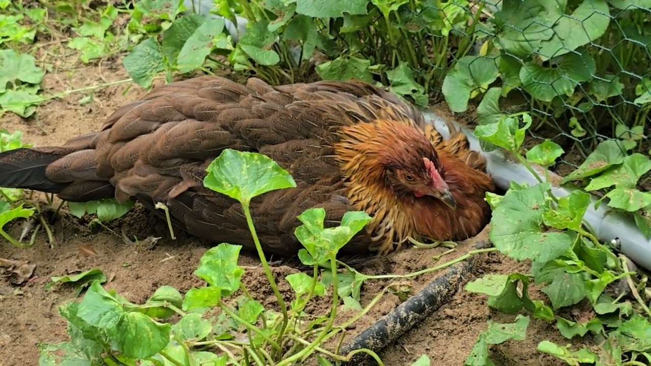 13 Week Old Welsummer Chick Taking a Crazy Dust Bath