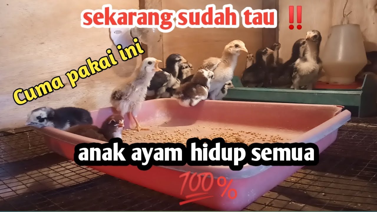 Terbukti ‼️pakai cara ini anak ayam hidup semua 💯👍
