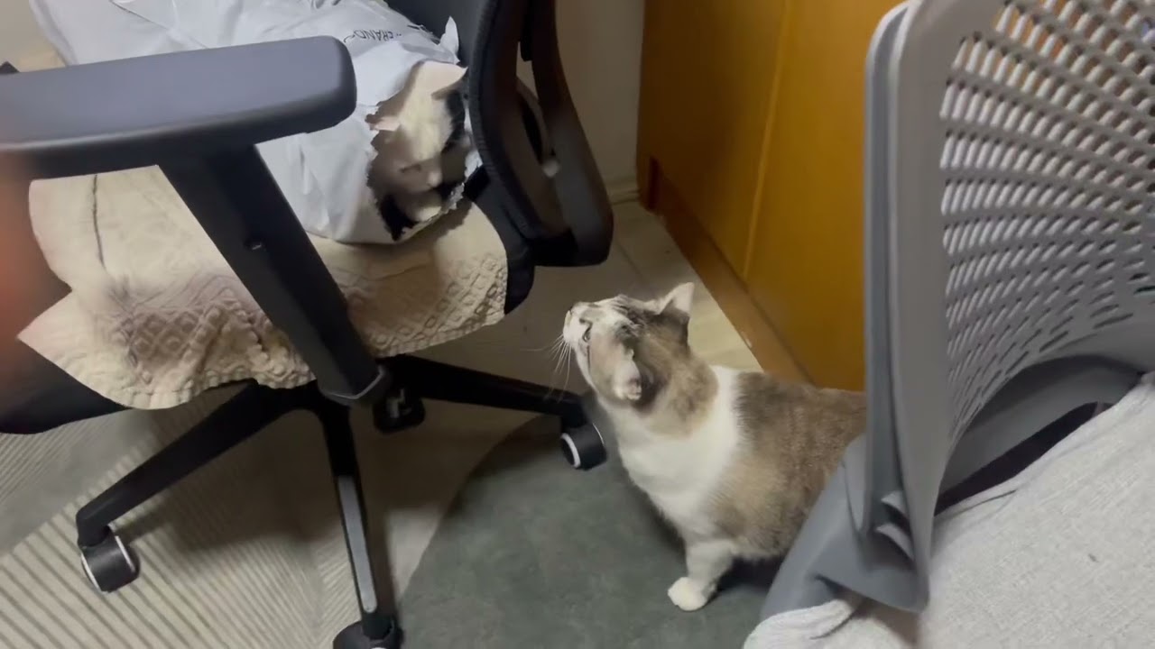Gt-😸O dia a dia dos Gatitos 😺do meu cora&ccedil;&atilde;o. Catarina, Fred e o Xirinho.