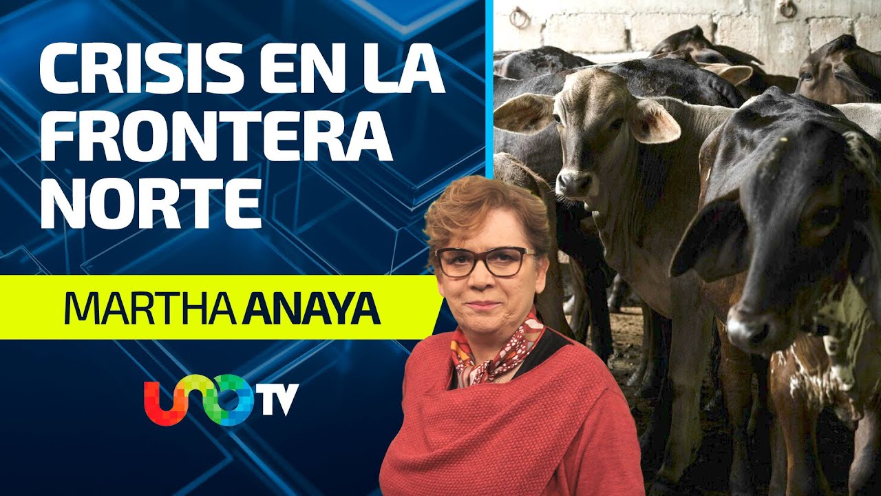 Crisis ganadera: p&eacute;rdidas millonarias por plaga