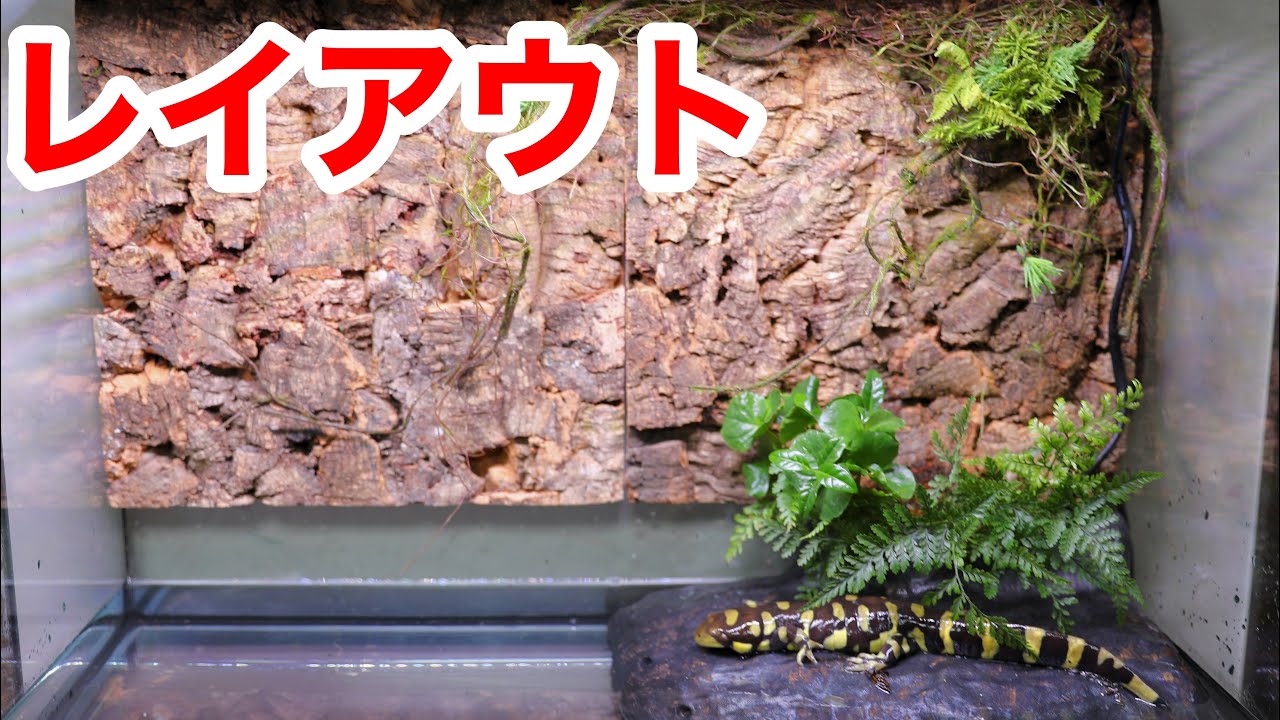 生き物に絶対に壊されないレイアウトケージを作りました
