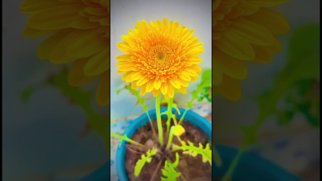 Top 5 Winter flowering plants in  India 