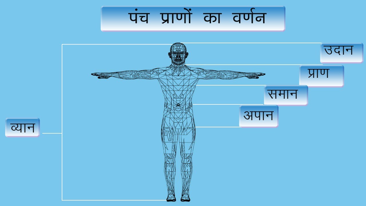 पंच प्राण पाँच ऊर्जा #पंचप्राण #प्राण #अपान #समान #उदान #व्यान #प्राणवायु #अपानवायु #YCB3 #YOGANET