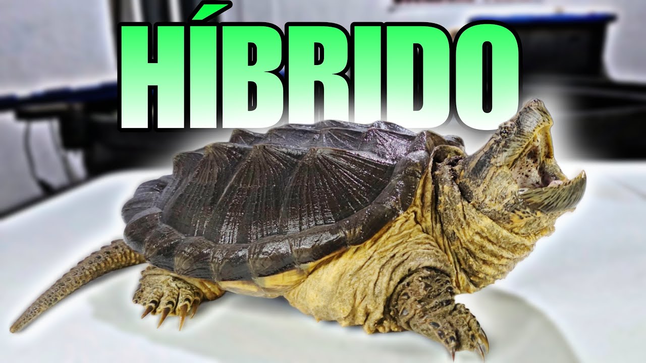 LA TORTUGA HÍBRIDA es IMPRESIONANTE - ES GIGANTE EN 2 AÑOS