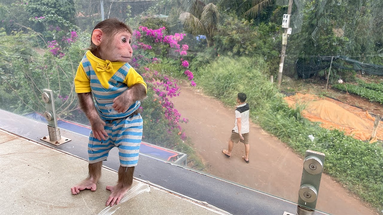 Monkey Cubis Thinks Dad Left Him… But Look What Happens!