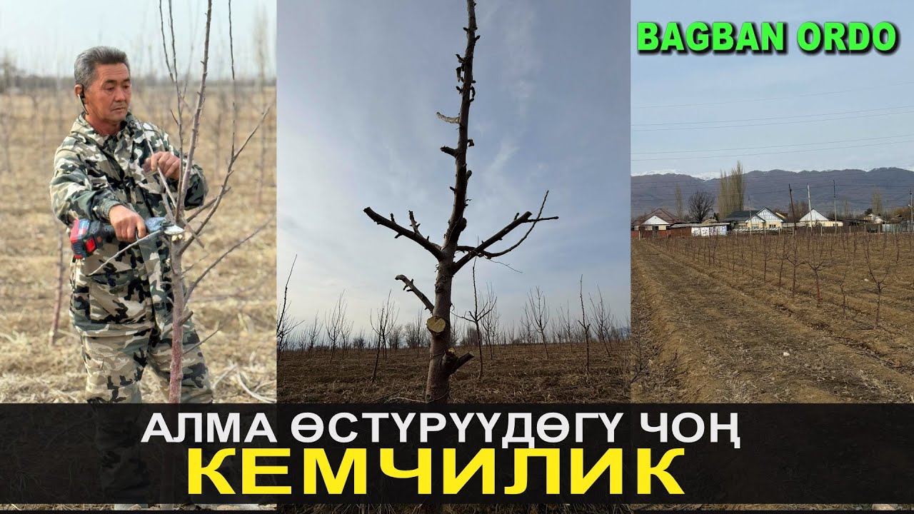 АЛМА ӨСТҮРҮҮДӨГҮ ЧОҢ КЕМЧИЛИК!