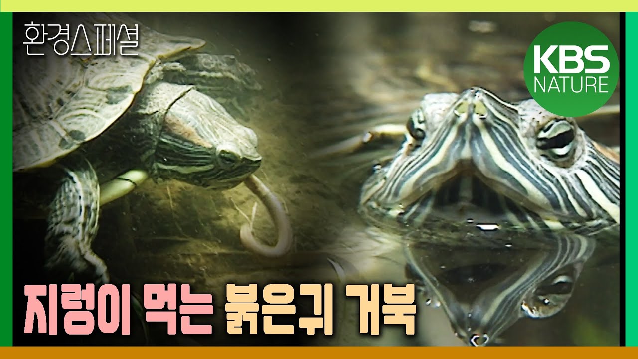 지렁이 먹어치우는 붉은귀 거북 [환경스페셜-「숨쉬는 땅」 2부작 1편 땅심의 비밀, 지렁이] / KBS 20001129 방송