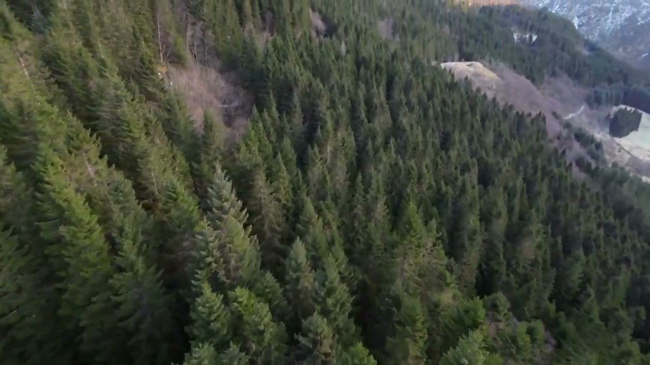 Tree tops in Arna 3 movie