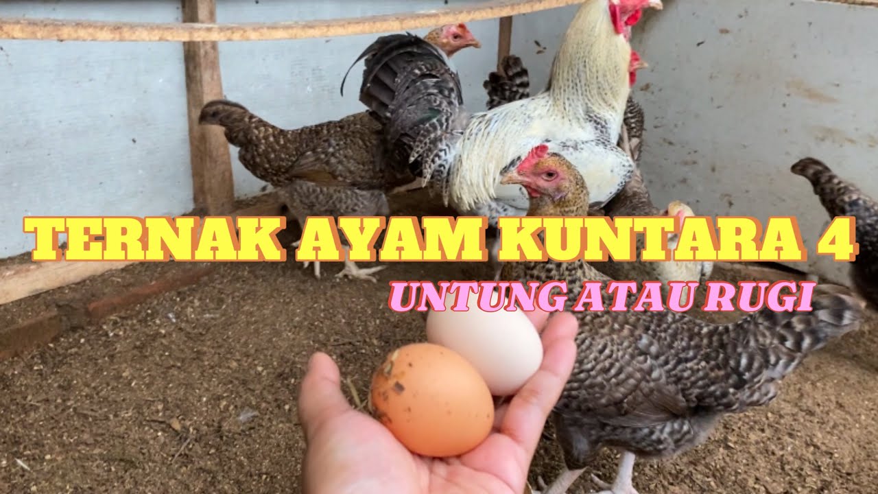 APA ITU AYAM KUNTARA 4