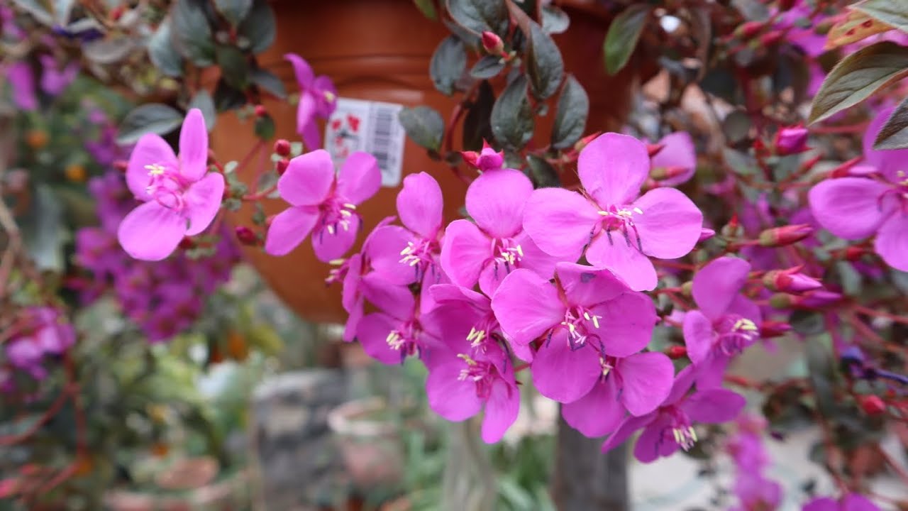 Centradenia floribunda - Centradenia cascada 