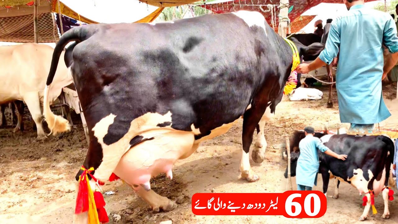 Biggest Udder HF Breed Cow | 60 KG Milk Record | Cow Mandi 2023 | Pk Janwar Mandi