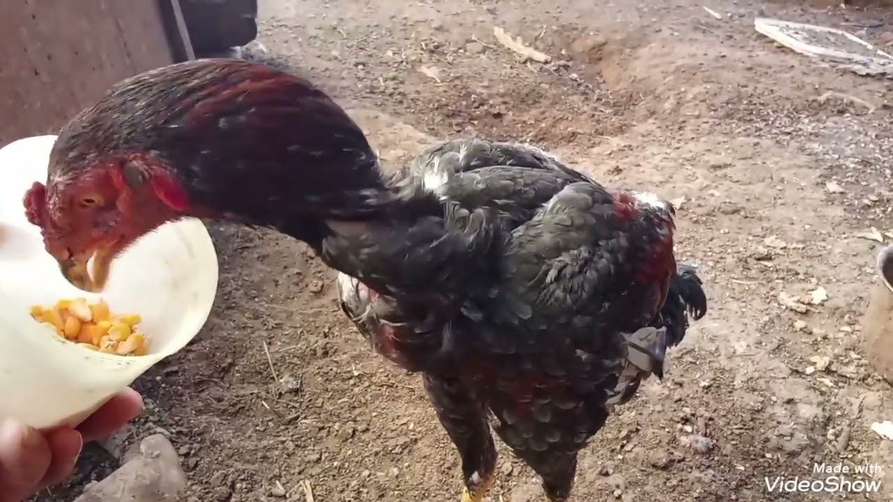كتكوت هندي ابن الديك الاسود 