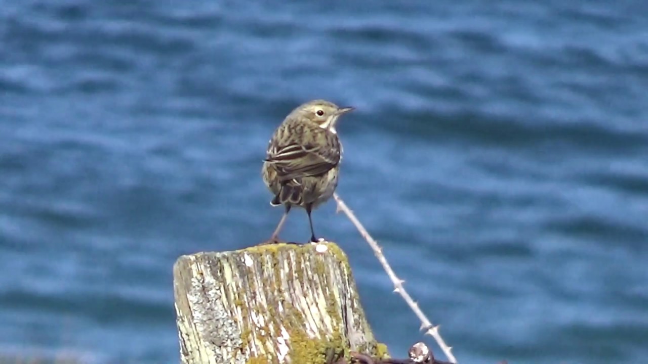 Rock Pipit near Burghead Coast, Moray Scotland