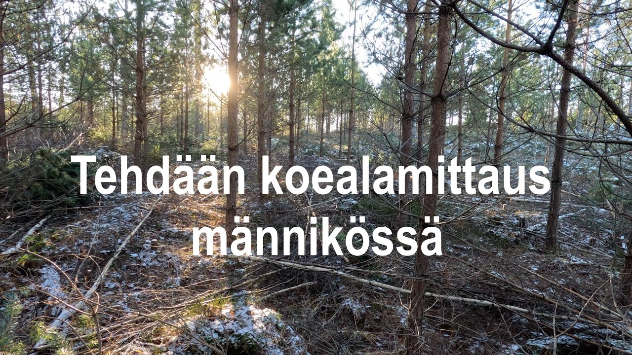 Tehdään koealamittaus männikössä