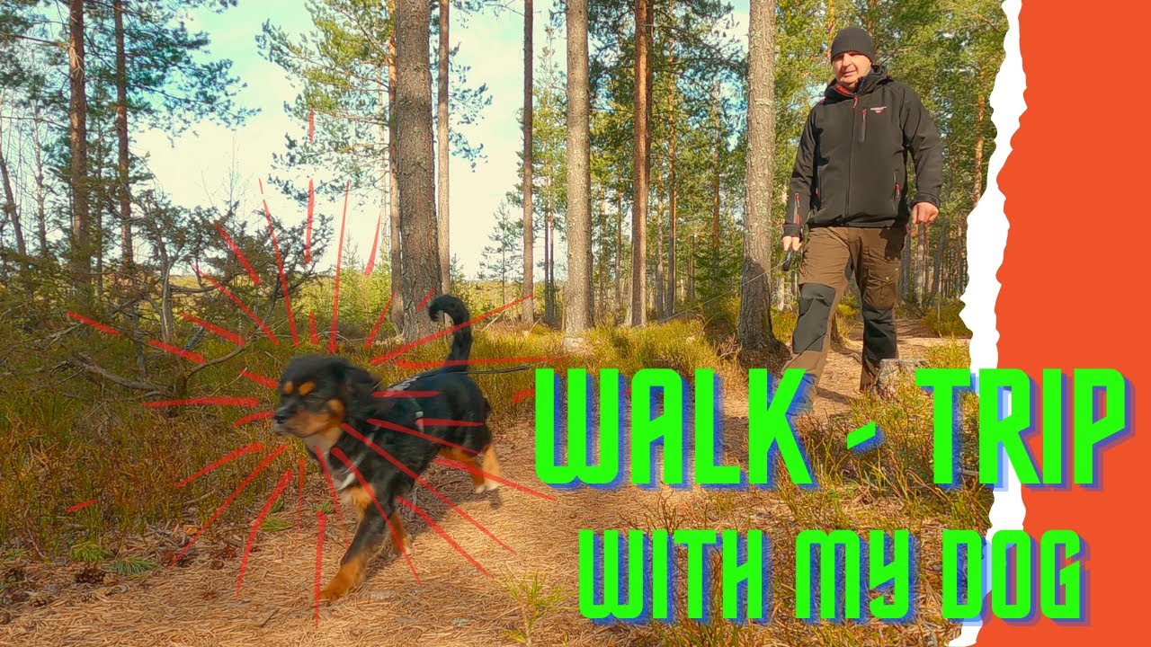 Adventure walking with Cavalier King Charles Spaniel